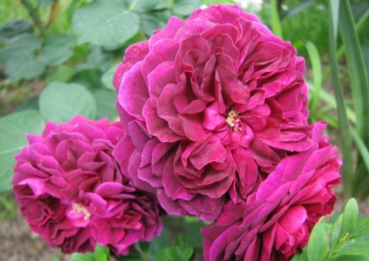 Парковые розы для Подмосковья: выбираем лучшие сорта