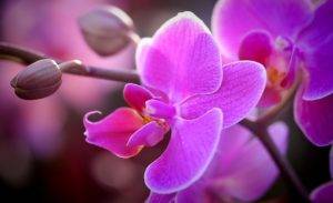 как избавиться от мучнистого червеца на орхидее