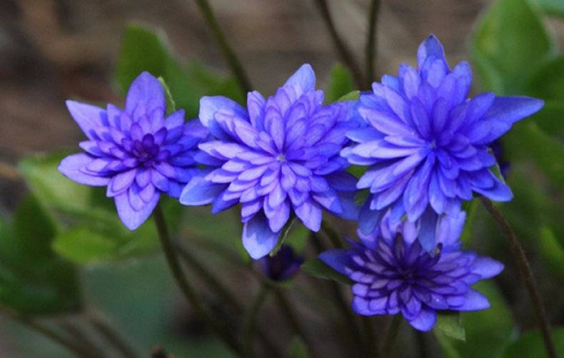 Маленькие синие цветы