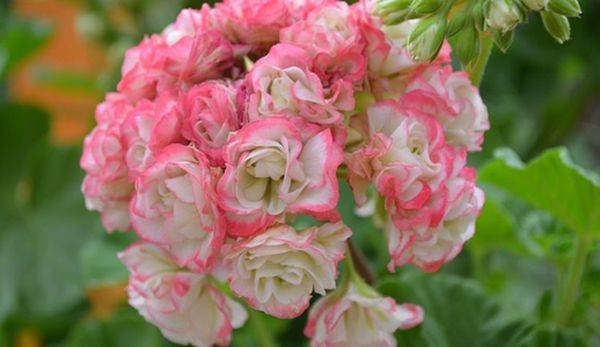 Пеларгония vit rosen