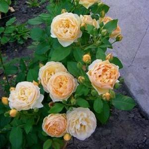 Роза голден селебрейшен фото и описание отзывы