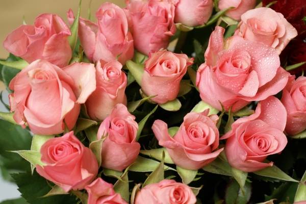 Розовый цвет лепестков королевы цветов означает любезность, восхищение, учтивость, нежность