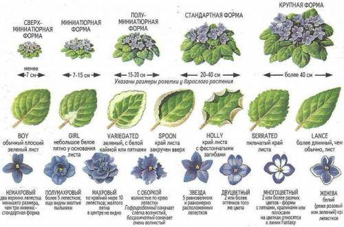 Как узнать название растения