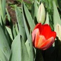 можно ли пересаживать тюльпаны весной до цветения