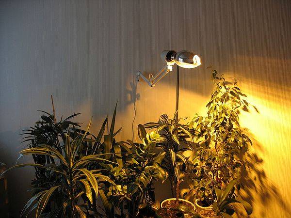 Лампа для цветов в квартире: подсветка и освещение комнатных цветов