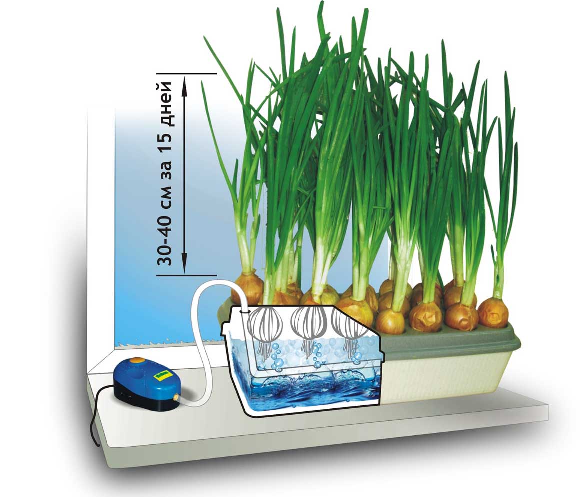 Гидропонная система – уникальный способ выращивания растений без применения почвы