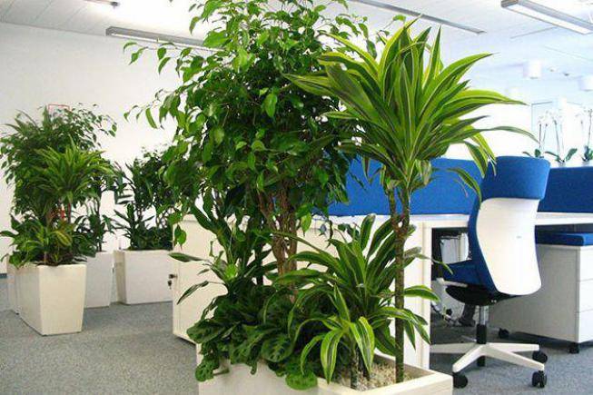 Комнатные растения в офисе