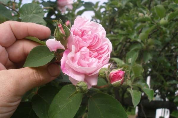 Вид плетистых роз Рамблеры