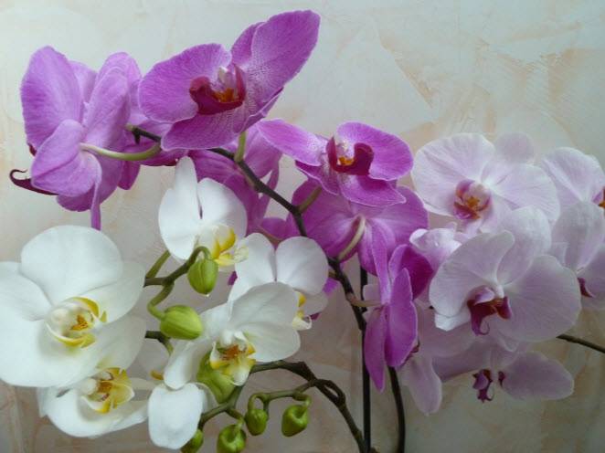 Выращивание и уход за орхидеей в домашних условиях