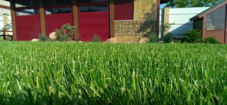 Как правильно сеять газонную траву