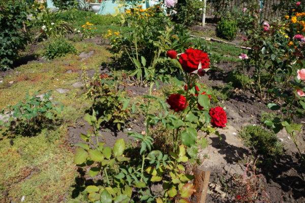 Розовый куст красного цвета на садовом участке