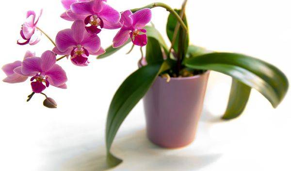Орхидея может заразиться от домашних цветов