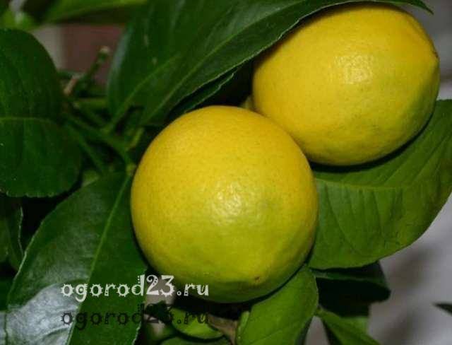лимонное дерево уход в домашних условиях