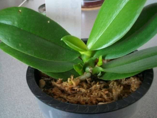 «Детки» на орхидее вида «Фаленопсисов» могут сформироваться у основания прикорневой шейки