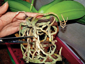 Проверка корней орхидеи перед пересадкой