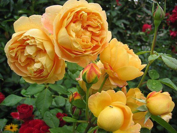 Роза Голден Селебрейшн – одна из самых популярных