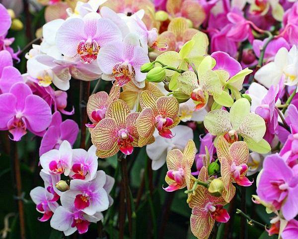 Орхидея мультифлора что это