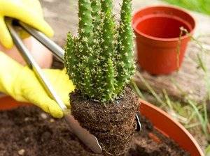 Как пересадить кактус