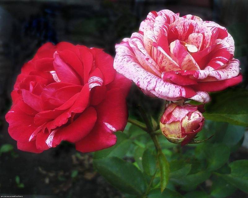 Канадские розы: сорта фото описание