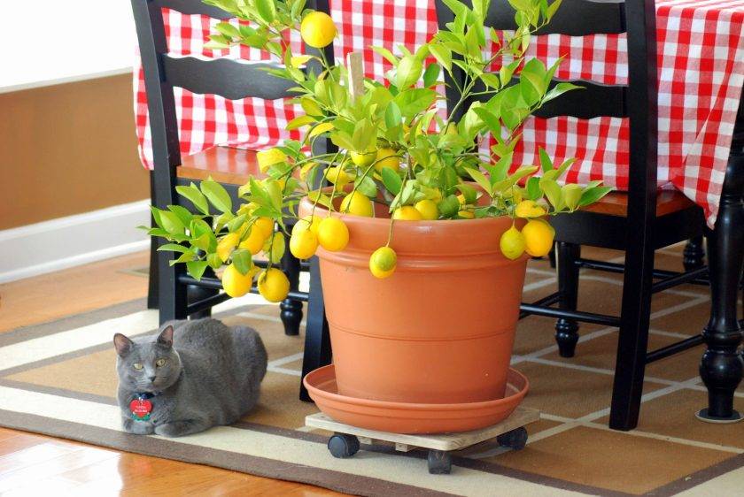 лимон в домашних условиях