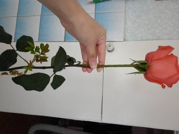 Ростки Розы Фото
