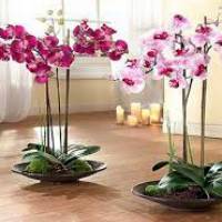 Орхидея в доме