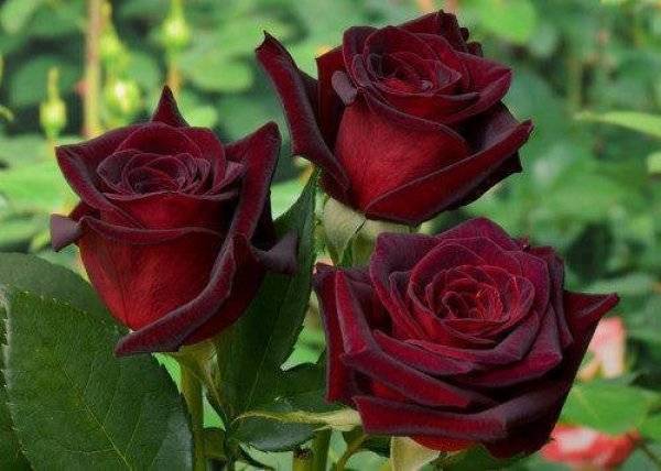 Роза Блэк Баккара считается самой черной розой
