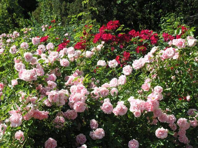 Бордовые и розовые кустовые розы
