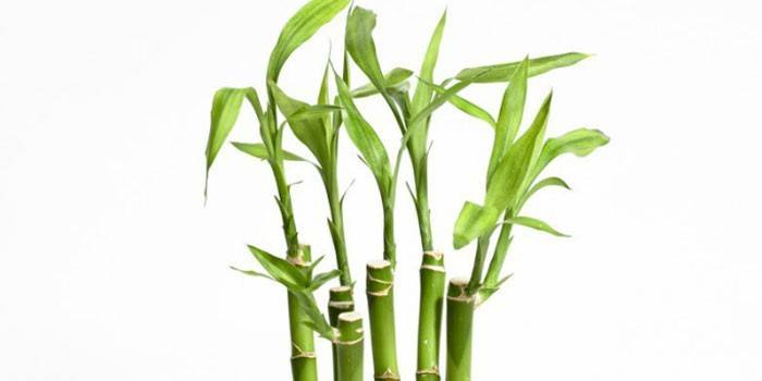 Растение бамбук