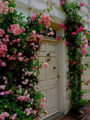 Дизайн живой изгороди из роз