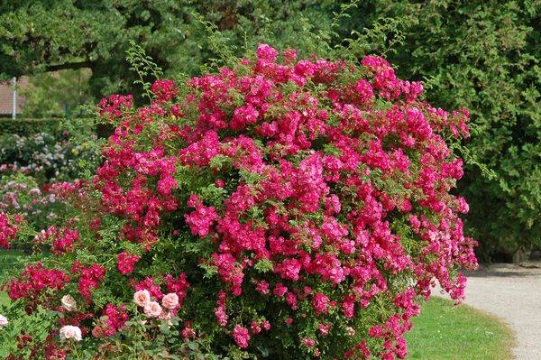 Rosarium Uetersen цветет в течении всего лета
