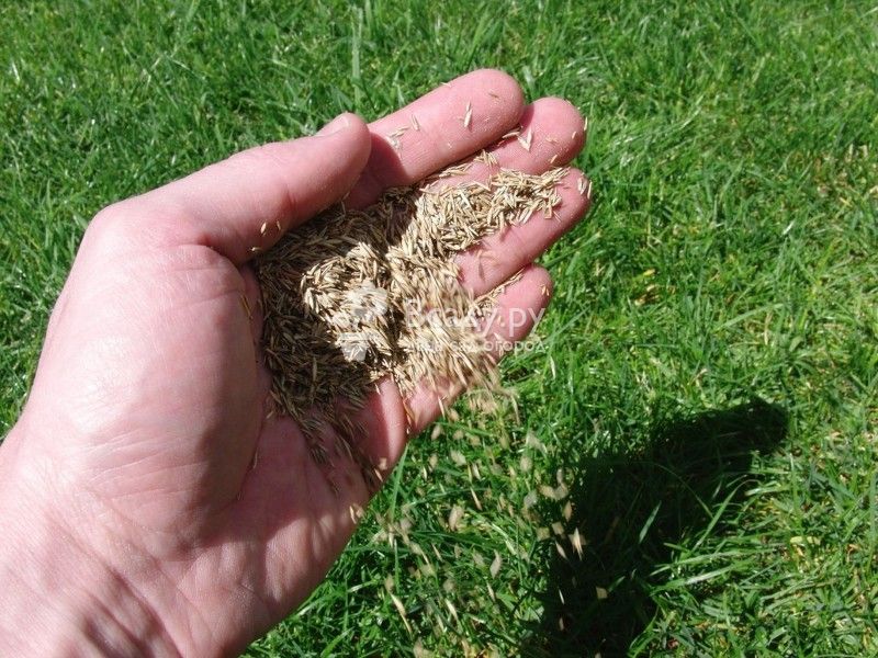Газонная трава как сажать