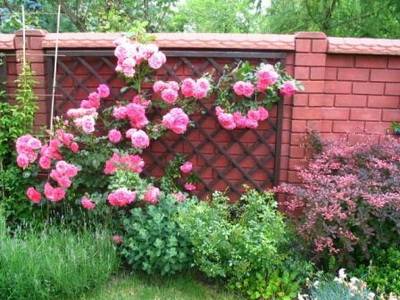 Как красиво посадить розы на даче