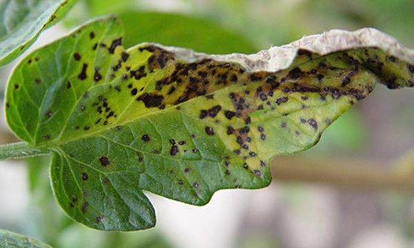 Признаком мозаичной болезни являются пятна на листьях растений