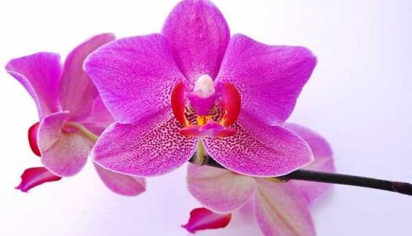 Что делать когда отцвела орхидея фаленопсис