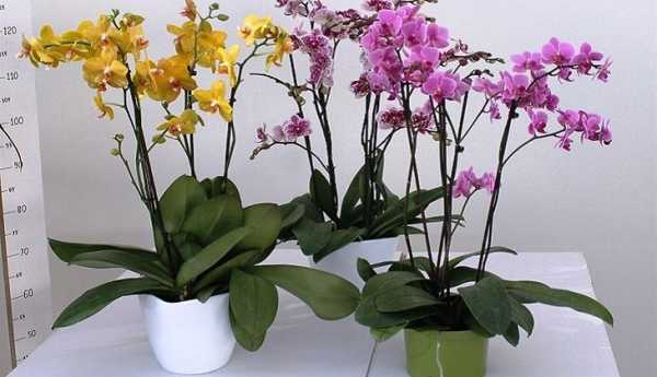 Что делать когда отцвела орхидея фаленопсис