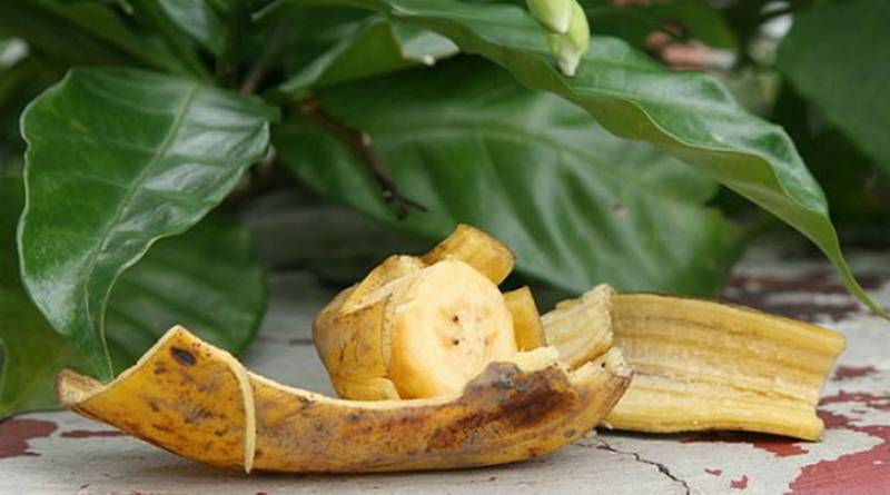 Удобрение для комнатных растений из банановой кожуры