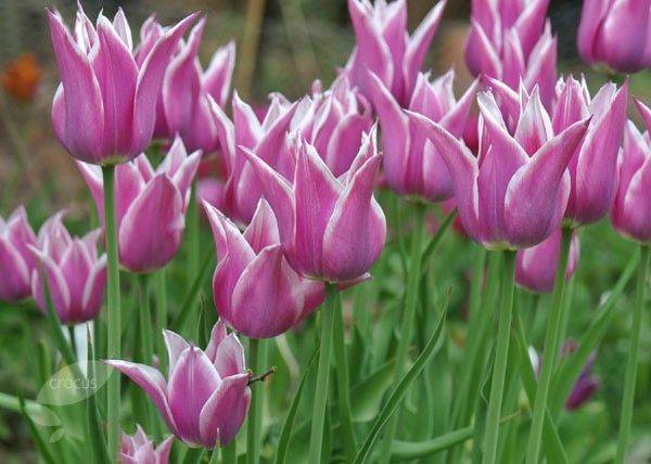 Благородным видом тюльпанов являются лилиецветные