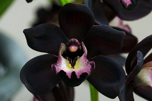 Орхидея черная жемчужина