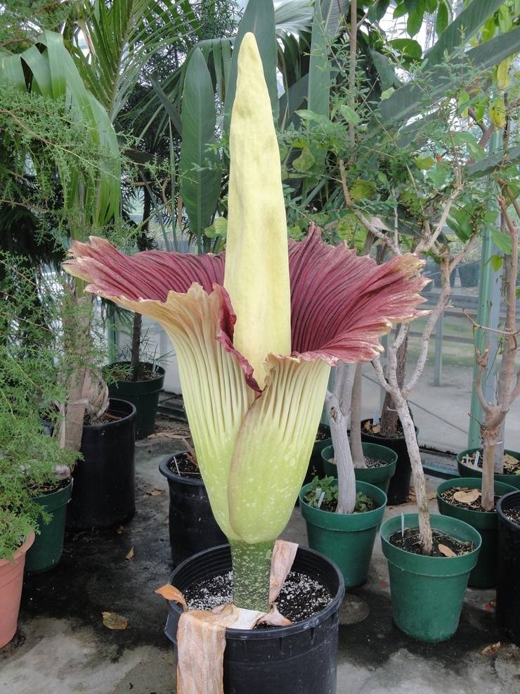 цветок Аморфофаллус титанический