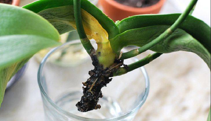 орхидея без корней