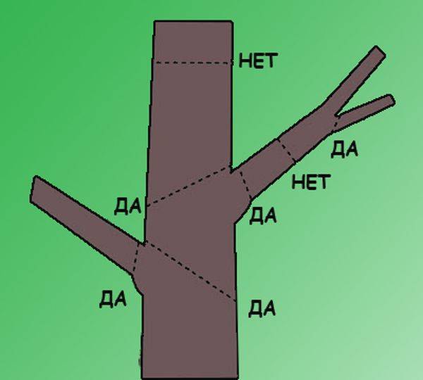 Схема обрезки комнатного растения