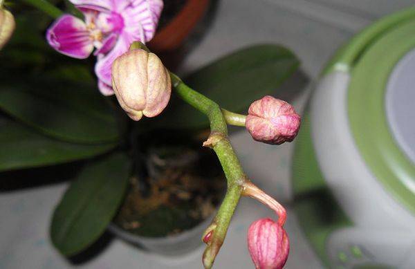 При стрессе цветы орхидеи начинают вянуть