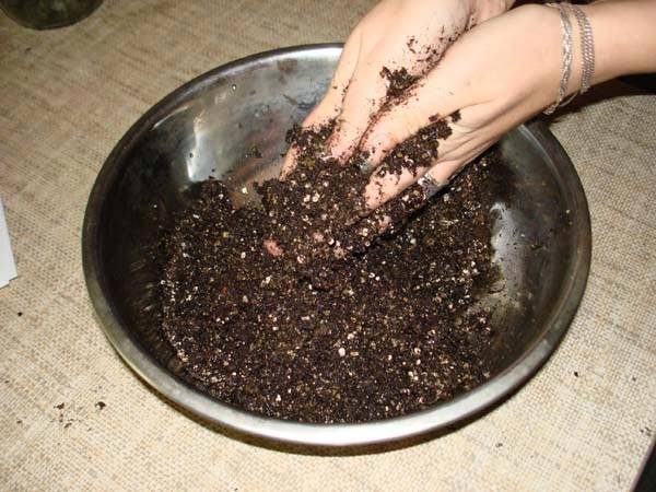 Почва для фиалок в домашних условиях