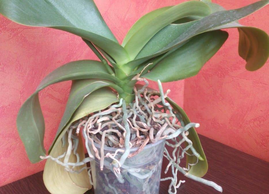 Высохли корни у орхидеи что делать