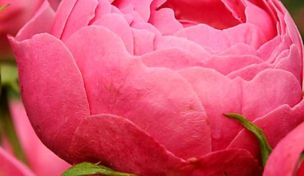 Современные парковые розы по красоте ничуть не уступают чайно-гибридным