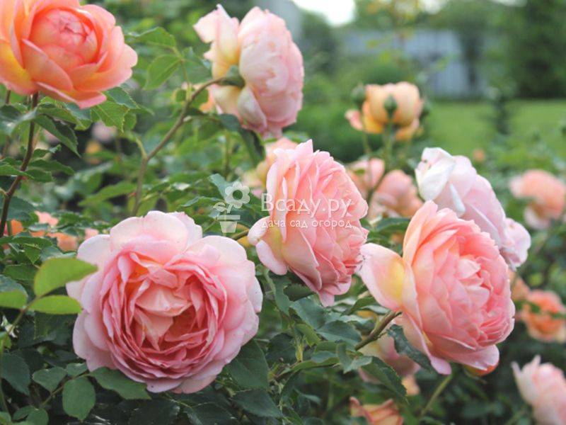 Почвопокровные розы - идеальное украшение в дизайне сада