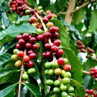 Как растет кофейное дерево