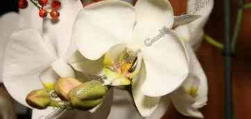 Новый год. Орхидея фаленопсис (Phalaenopsis, ночная бабочка). Как пересадить фаленопсис в домашних условиях.