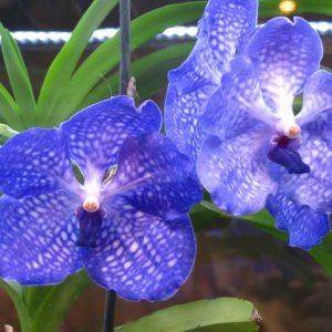: Орхидея ванда